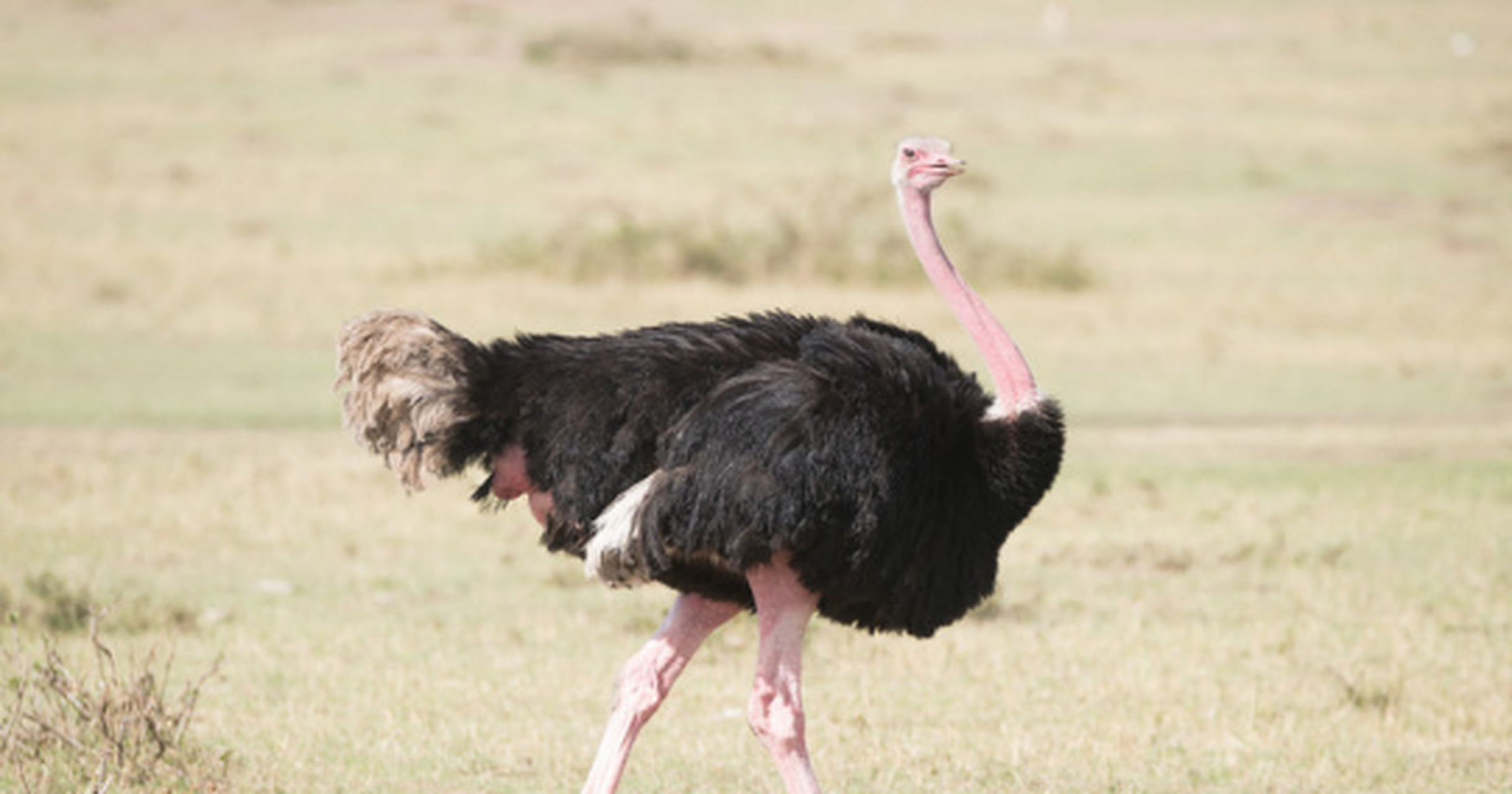 鸵鸟的身高可以达到2