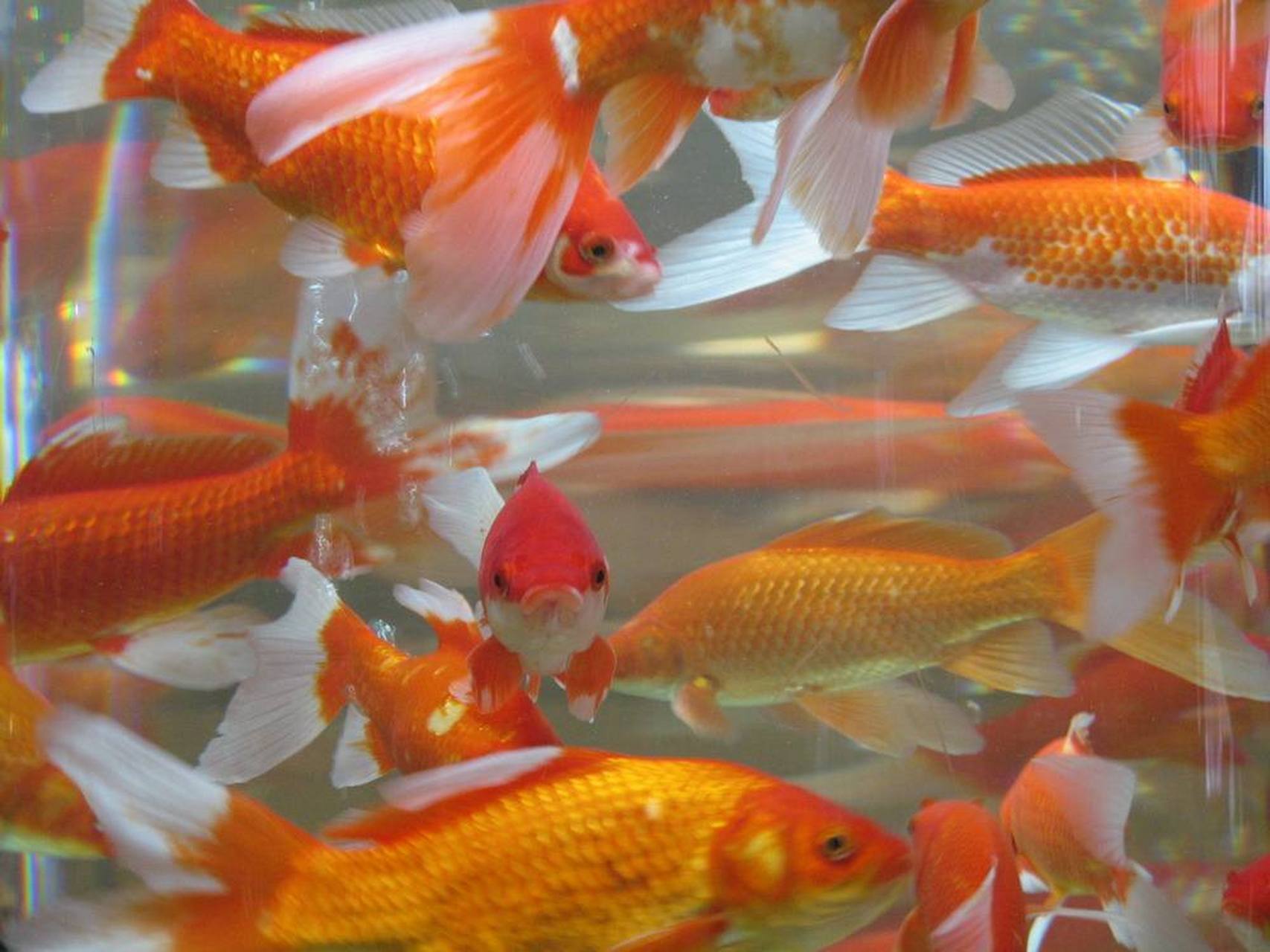 又名肉红鲫,是萍乡地区特产,是集食用价值与观赏价值为一体的优良鲫鱼