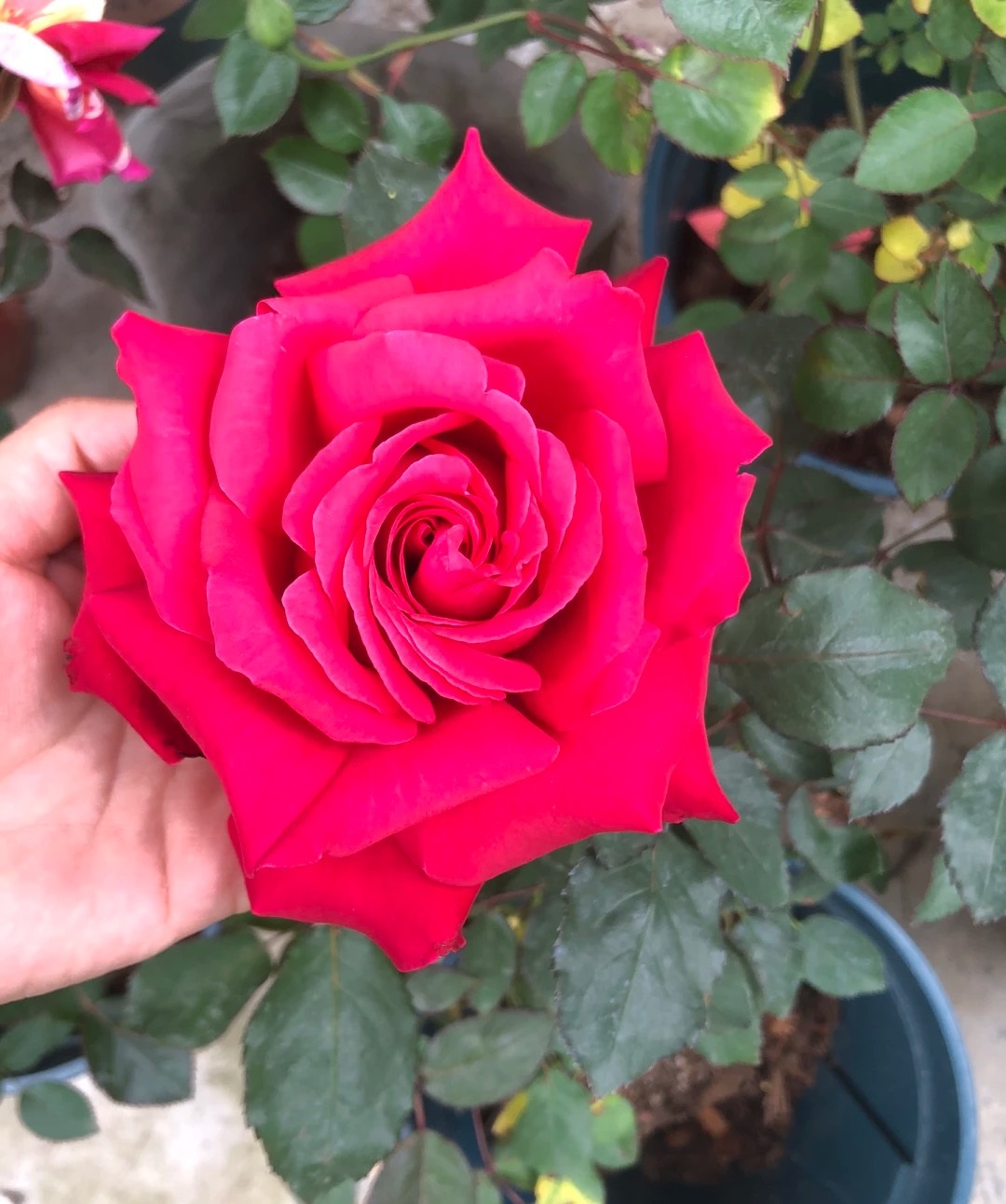 的传统名花,深受花友欢迎,来给大家介绍一款"巨无霸"品种——亚克力红