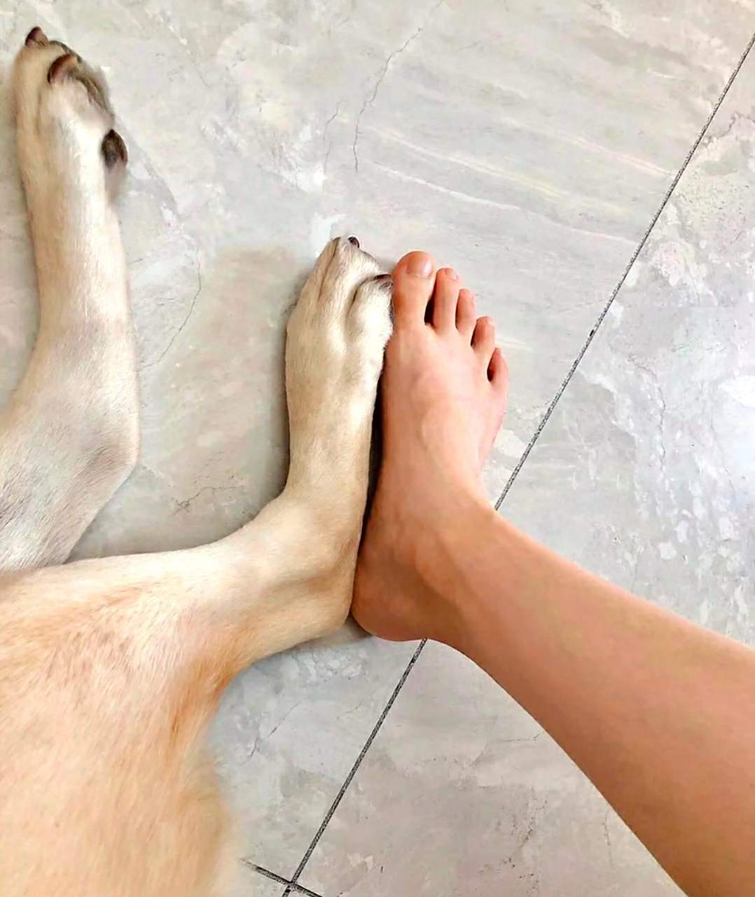 狗的脚这么大,甚至比我43码的大脚还要大!