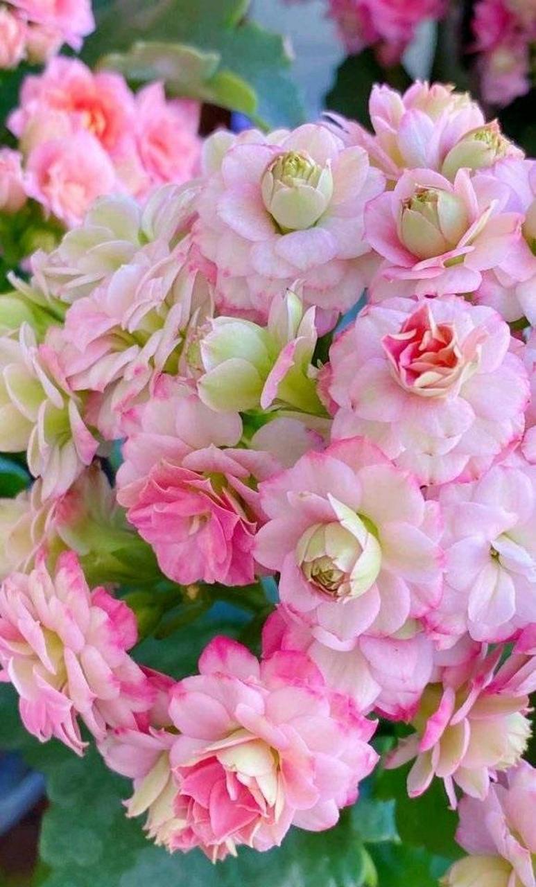 北阳台也能养的观花植物——长寿花"粉巴黎",著名的"网红"盆栽花卉