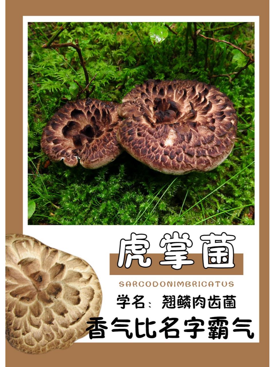 虎掌菌香气浓烈,相传在云南剑川地区会把晒干的虎掌菌当作香料焚香来