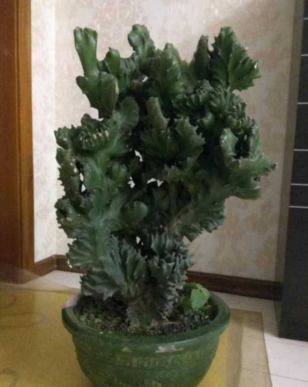 《看图猜植物》,多肉专场72期,每天12点准时猜,上期的答案是黄金白