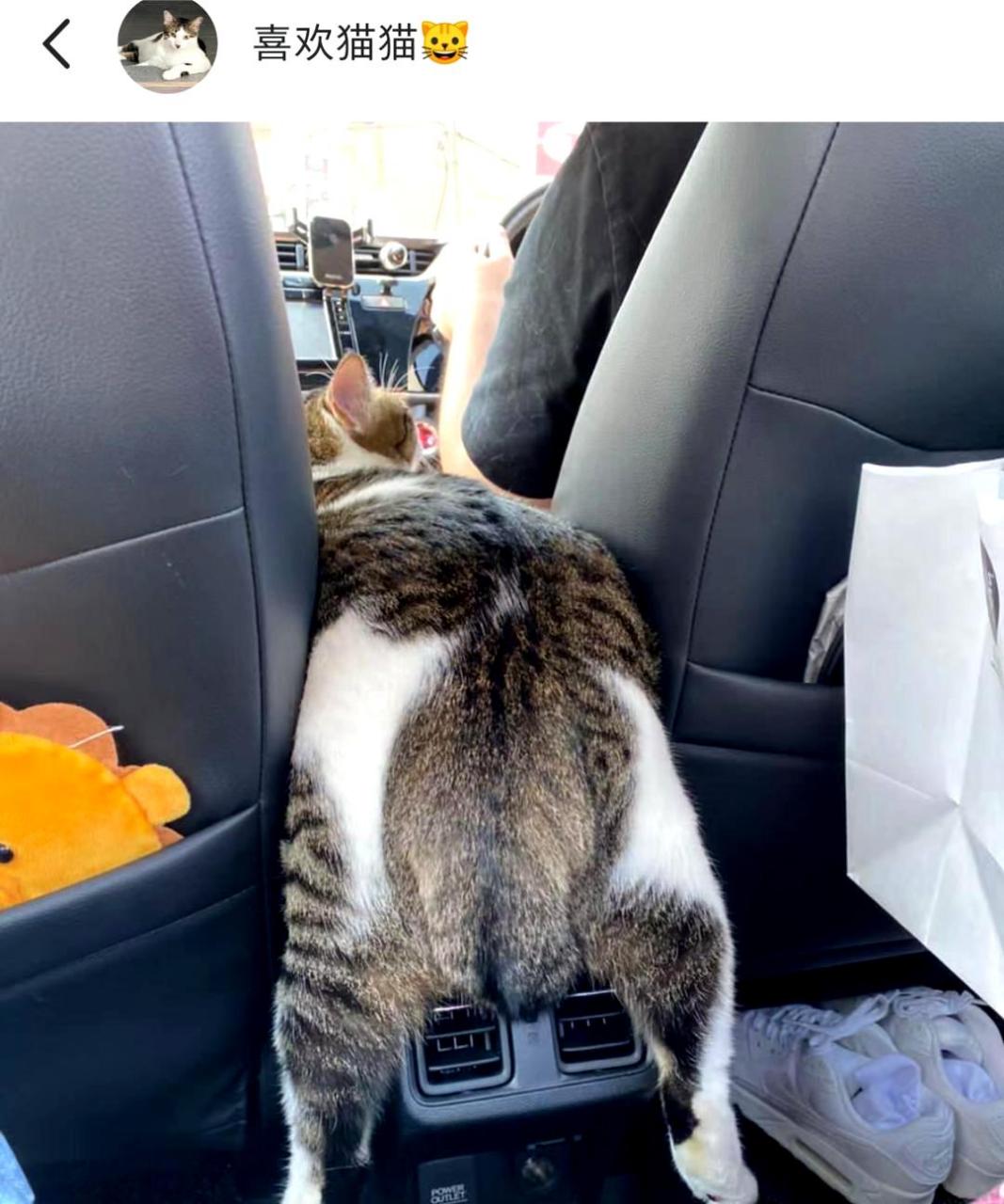 这只猫咪太可爱了,它趴着的姿势真是让人心动!