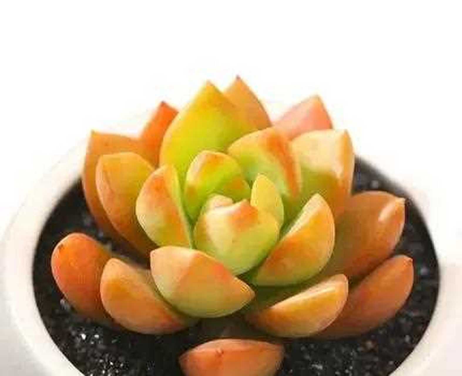 黄丽又叫宝石花,是蓉姐很喜欢的一种多肉,因为黄丽养殖方法太简单了