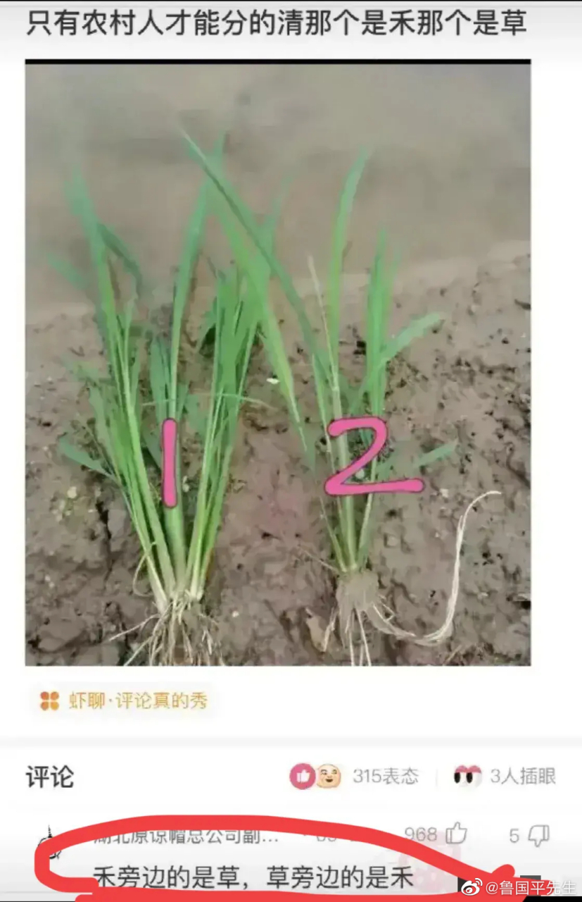 哪个是禾苗,哪个是稗草?