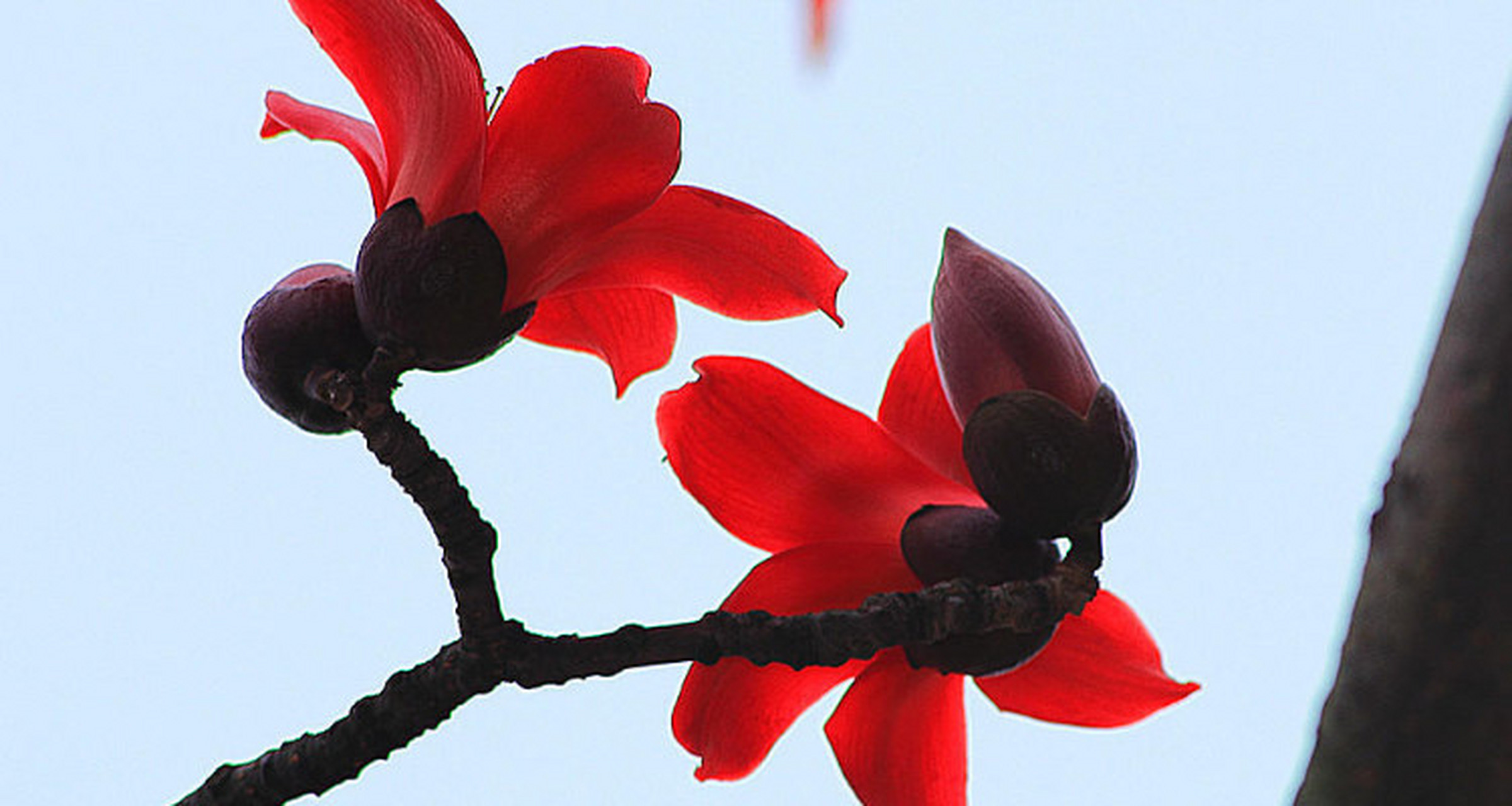 木棉花特点是什么  木棉花是一种热带乔木,属于锦葵科植物,在中国的