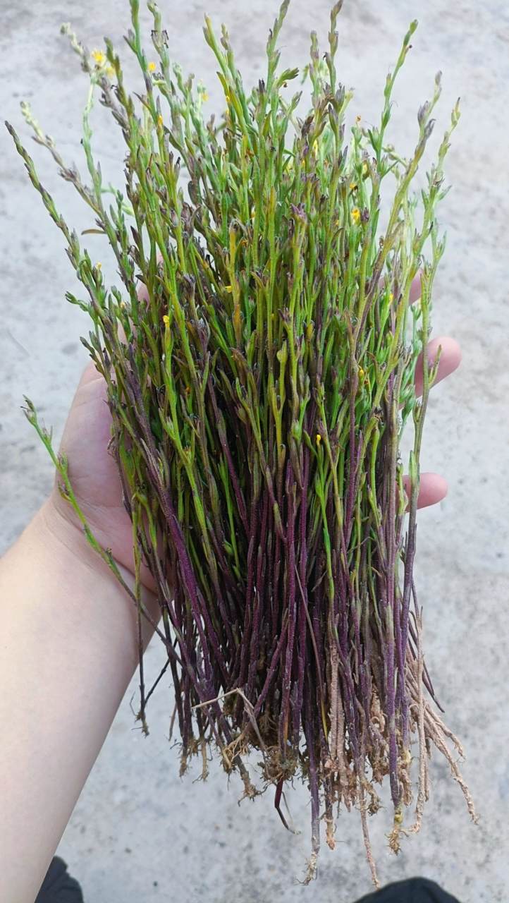 这个在你们那方言叫什么呢? 我先来:金锁匙