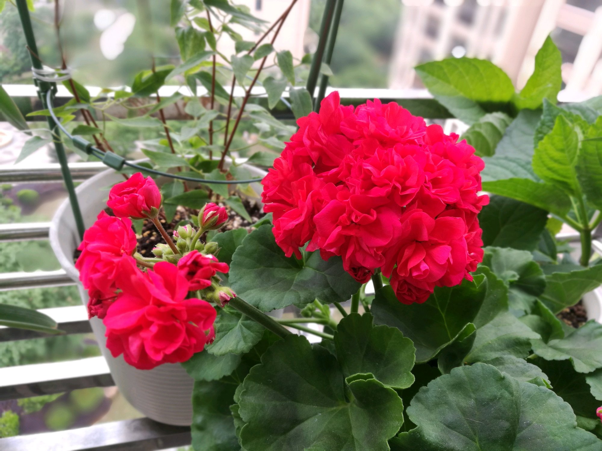 这种花名叫"肯尼",是一款直立型天竺葵,植株低矮紧凑,高仅有20-30厘米