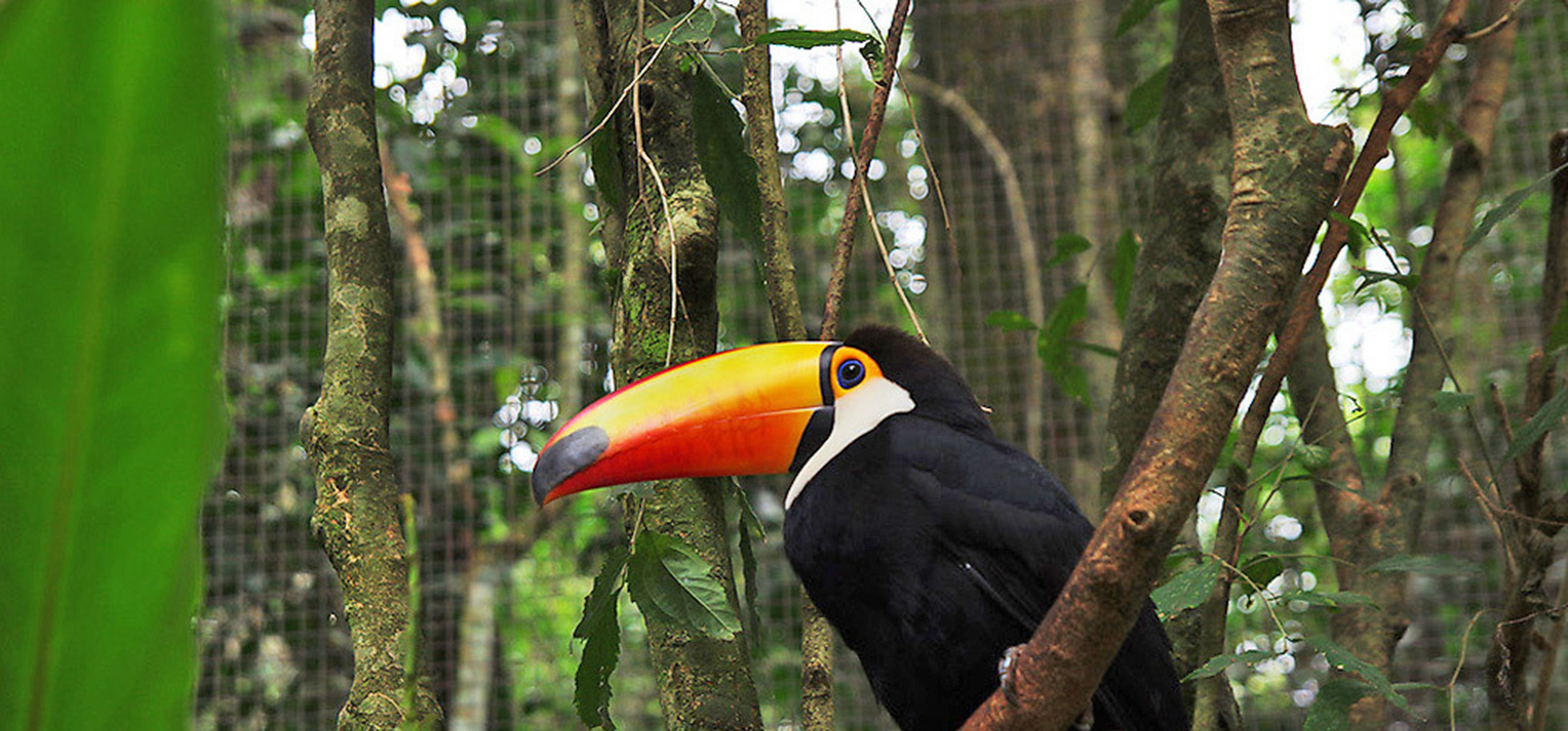 一部关于巴西鸟类题材的动画片《里约大冒险》(rio)风靡全球,片中形形