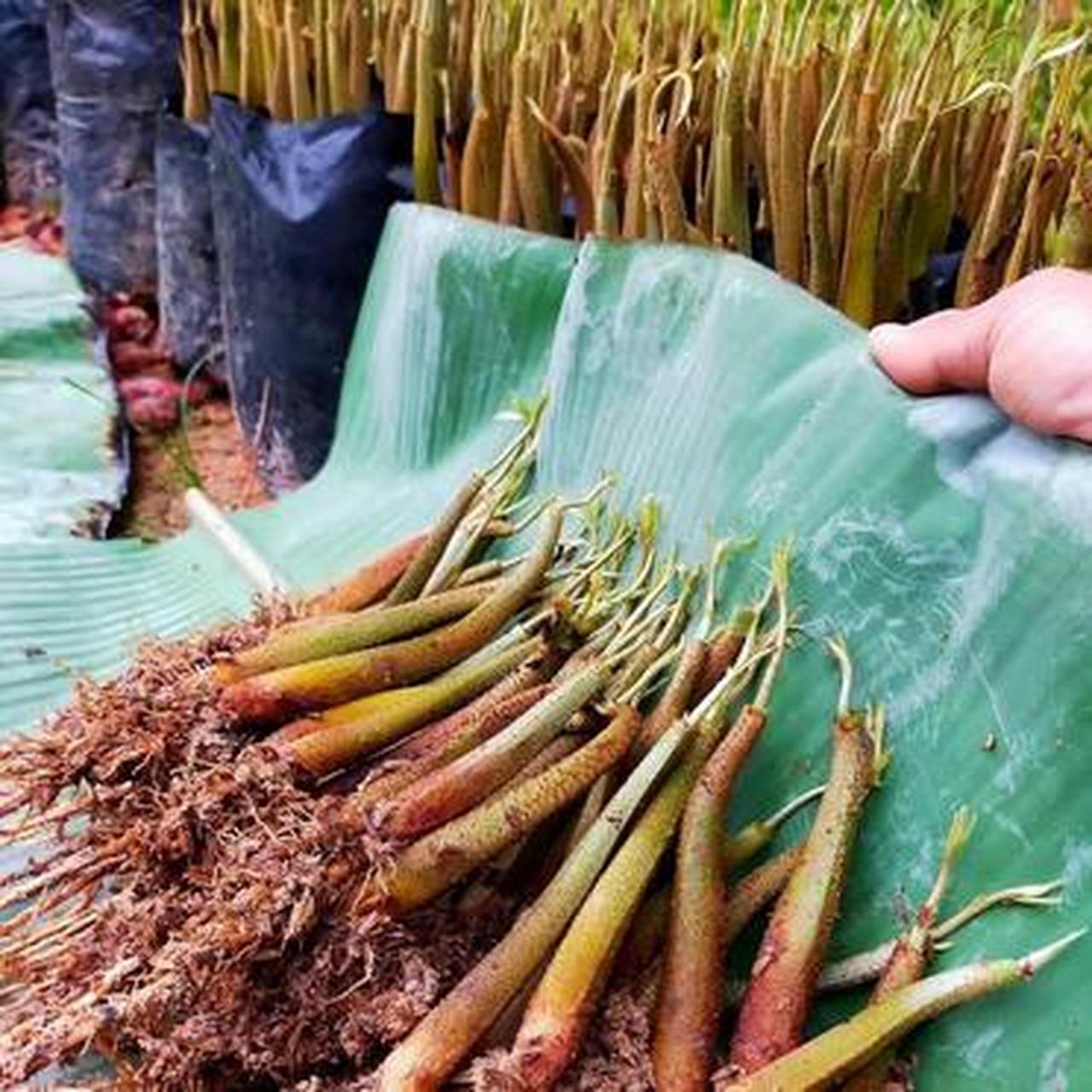 这个是榴莲苗?能长的出来?