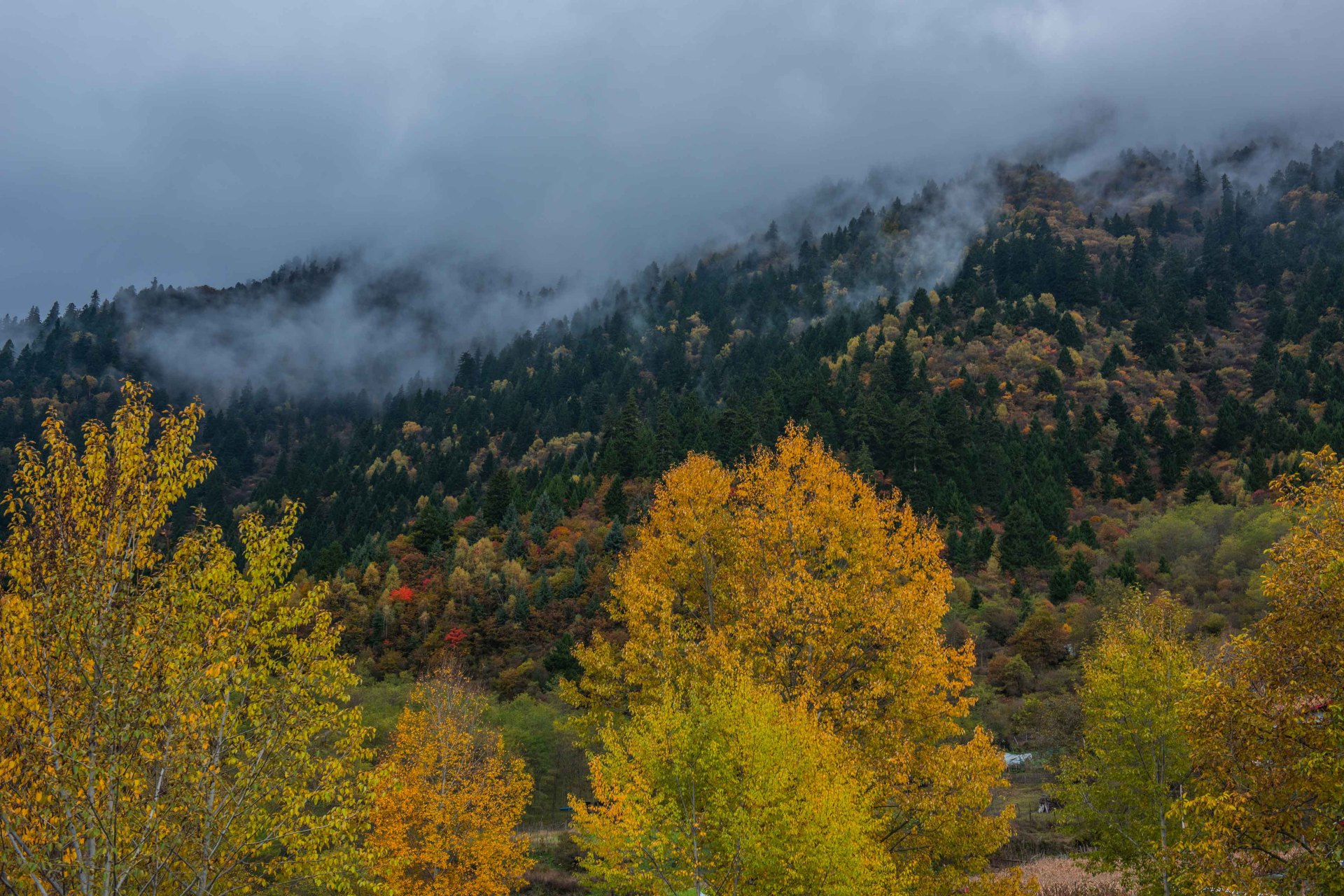 中查沟,九寨鲜有人知的"世外秘境" 与九寨沟仅一山之隔的中查沟,与大
