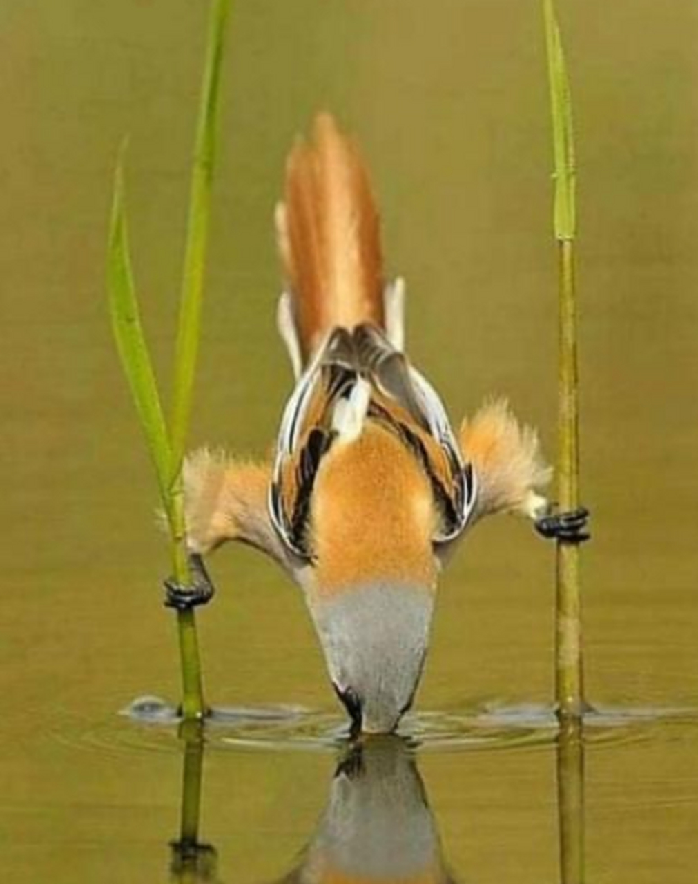 这鸟喝水的瞬间,看着像不像把门的关羽?好有趣