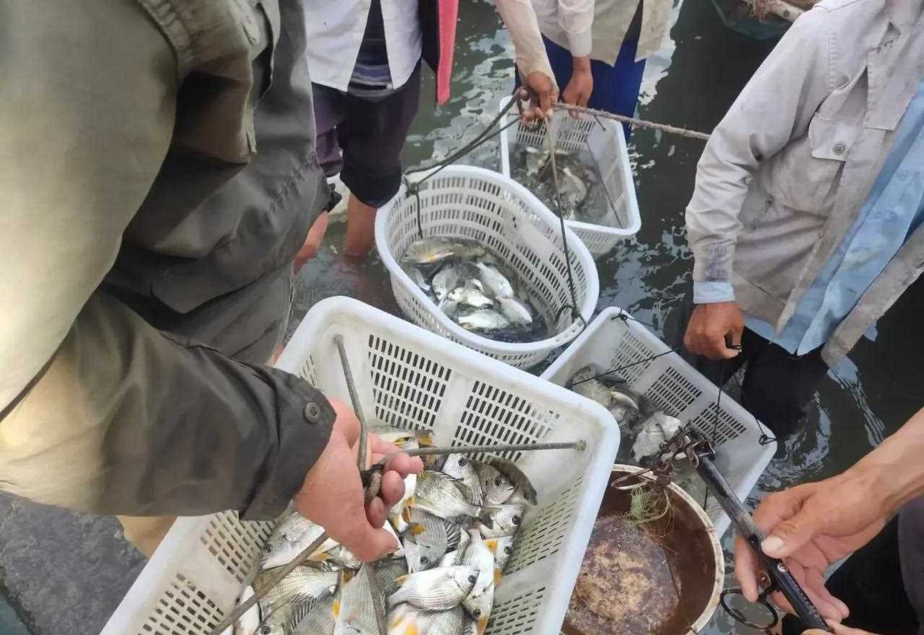 今天在我們的湛江海鮮碼頭這裡,看到有好幾位大叔釣了很多魚回來在