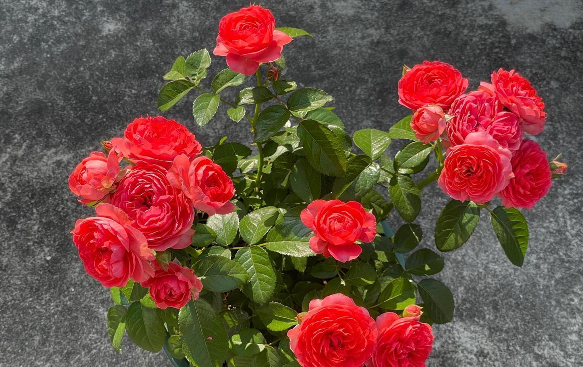 有种小型月季花,名字叫"香奈儿阳台",专门为阳台盆栽观赏而生,植株