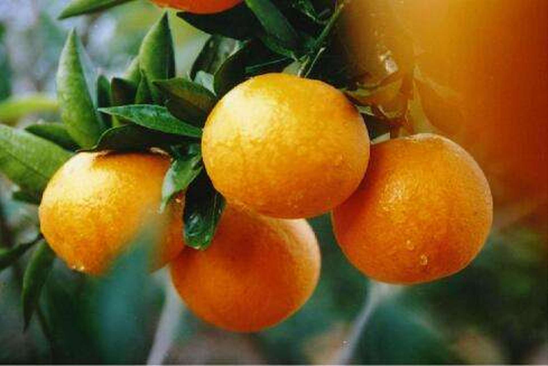 靖安椪柑,江西省宜春市靖安县人特产,靖安椪柑果形丰满端正,果皮光滑