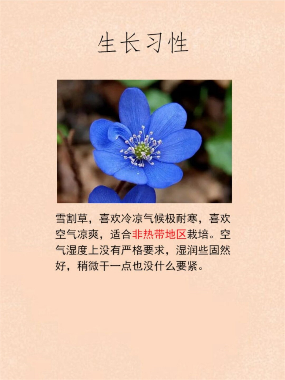 雪割草(学名:hepatica nobilis),又称獐耳细辛,幼肺三七,三角草
