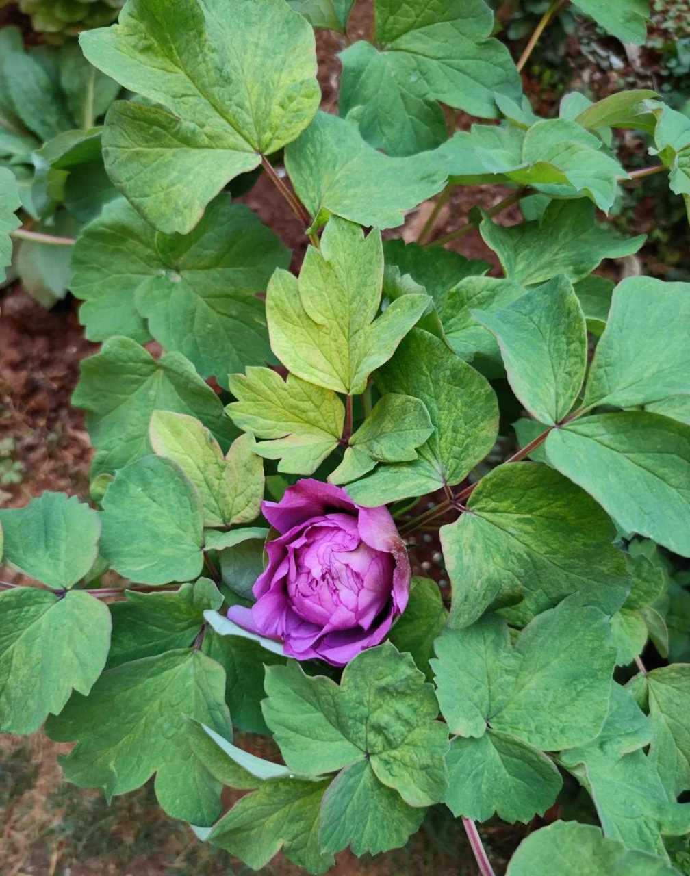 地栽的牡丹首案红含苞待放,估计这个就能全打开