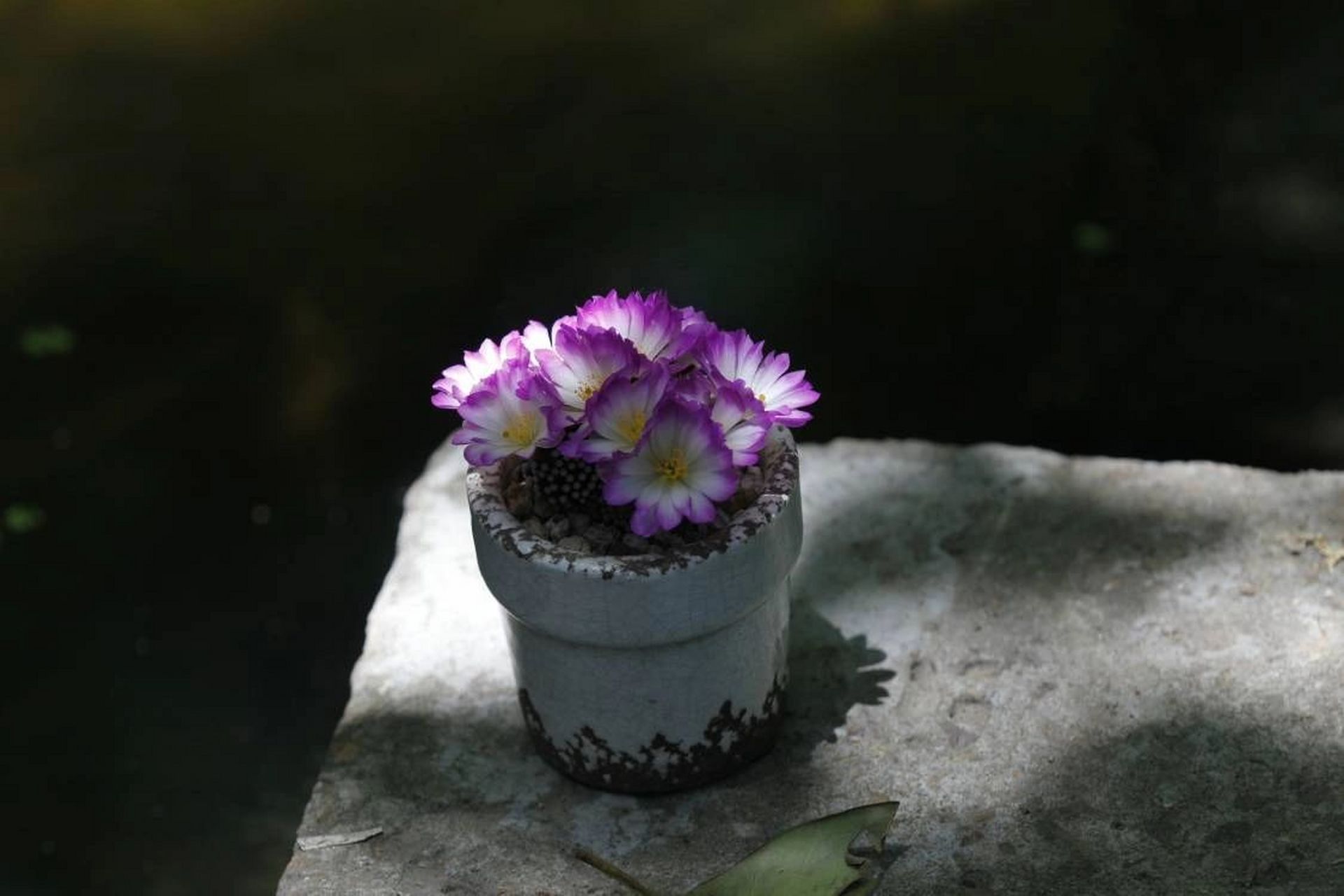 松针牡丹 松针牡丹,仙人球里的小精致,密密麻麻白白的小疣突,不扎手