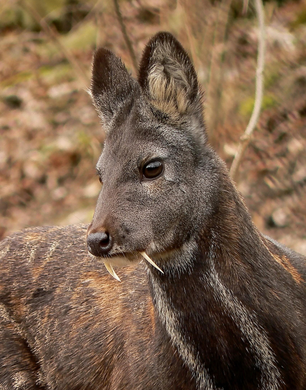 奇特的生物:麝香鹿  是一种胆小,非群居性的鹿,皮毛上有斑点,大耳朵,