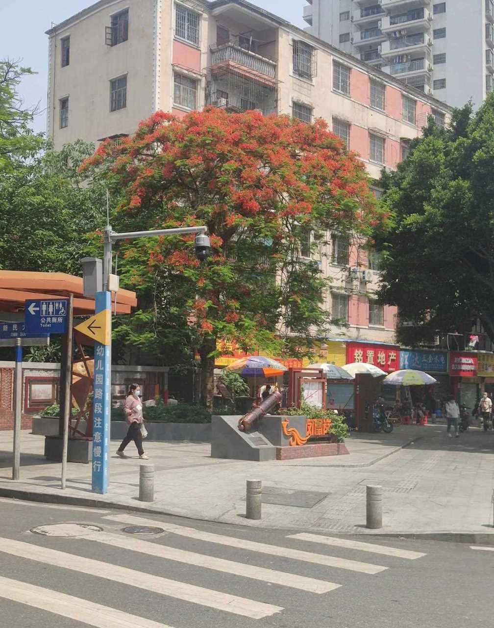 广州市革新路凤凰岗仅有的一棵凤凰树开花了,红红火火的花朵在翠绿的