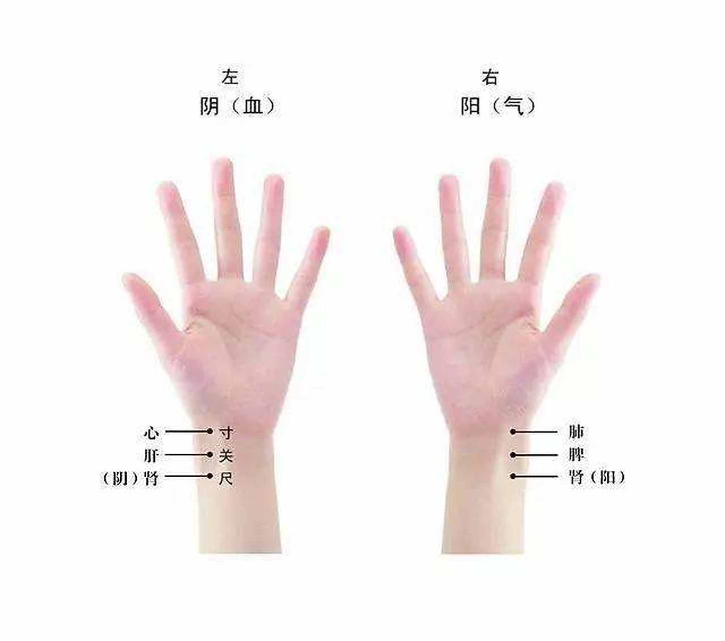 收藏 在最早的时候,切脉方法比较复杂,要切按头颈,手,足等多处部位的