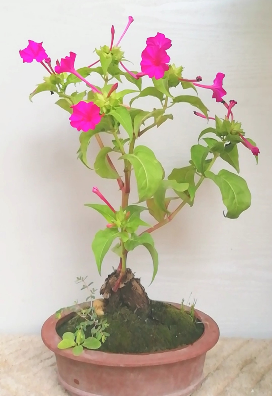 今天,我们就来聊一聊盆栽紫茉莉的养殖方法和注意事项.