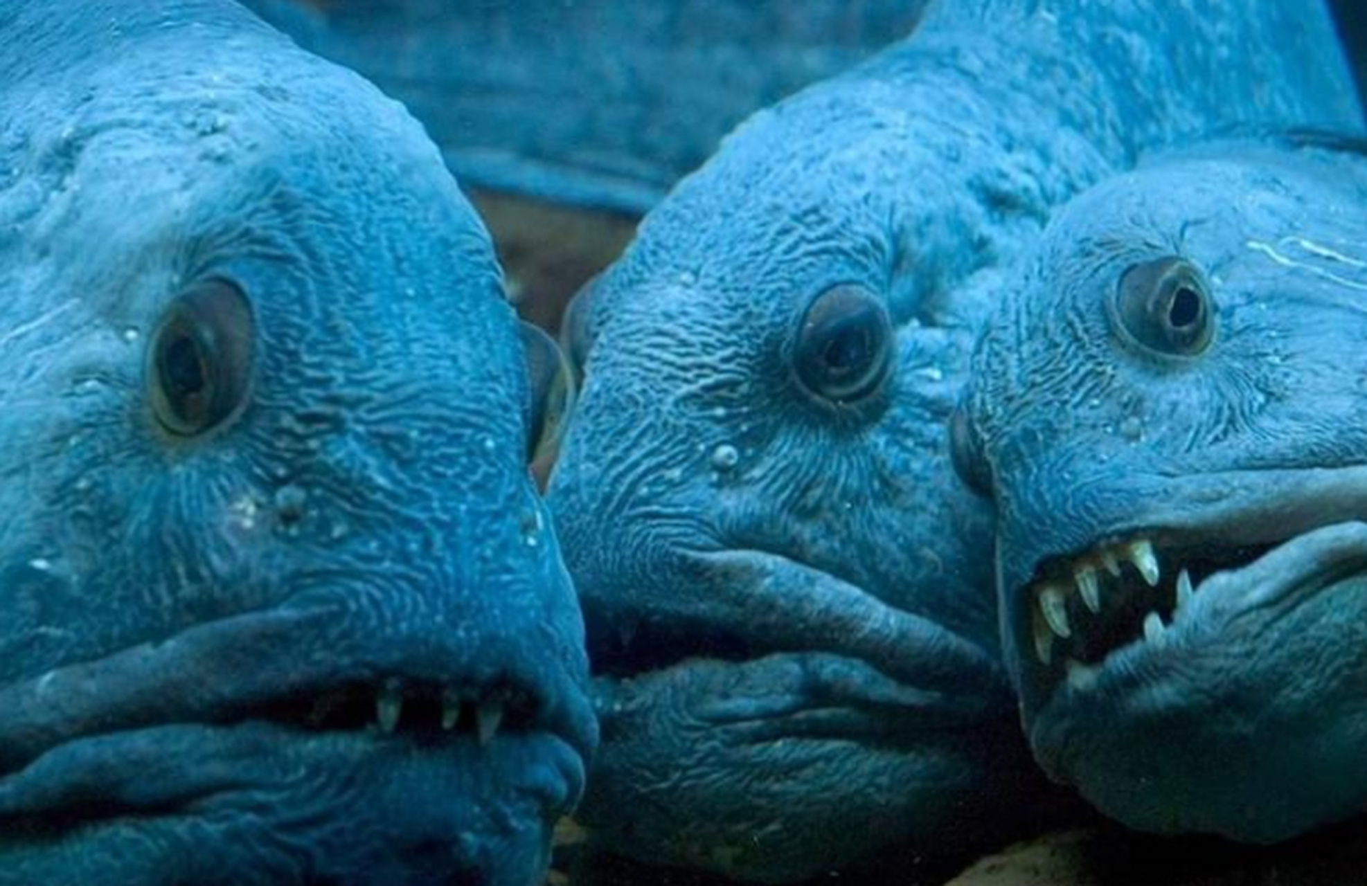 大西洋狼鱼:令人毛骨悚然但却是一种深情的鱼.#百家号星火计划