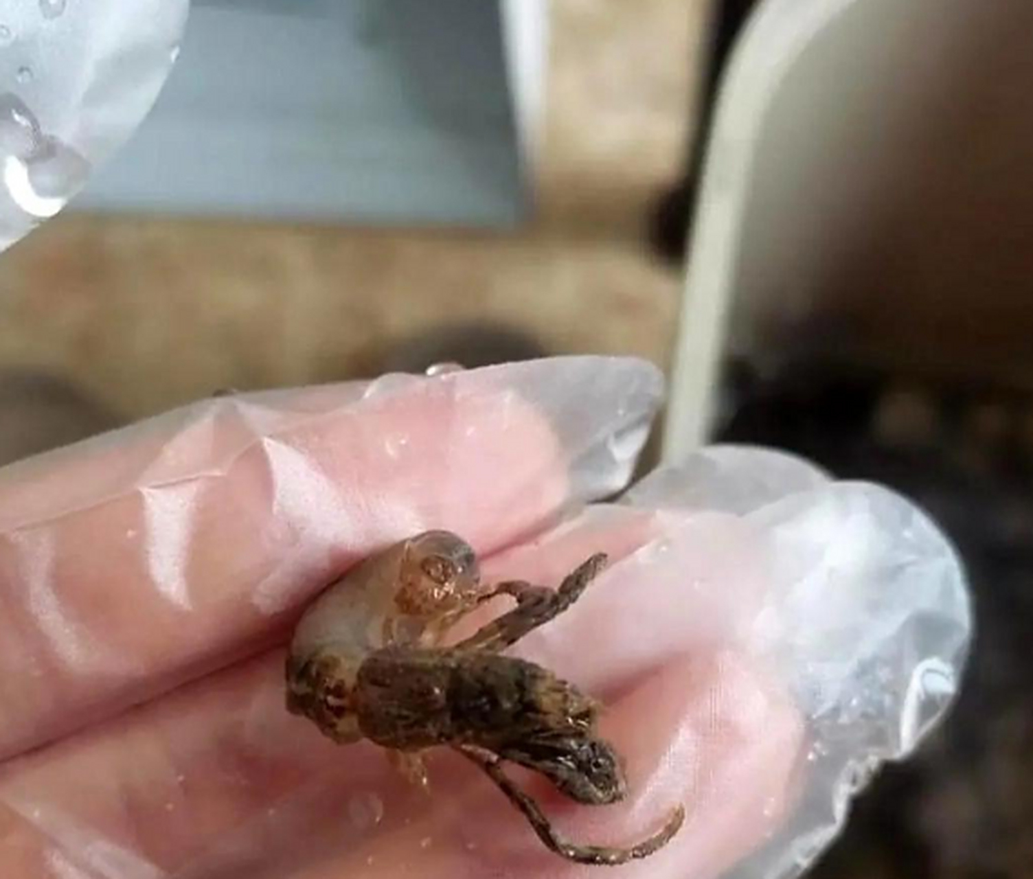 吃海螺吃出来的这个就是寄生虫嘛?好吓人!