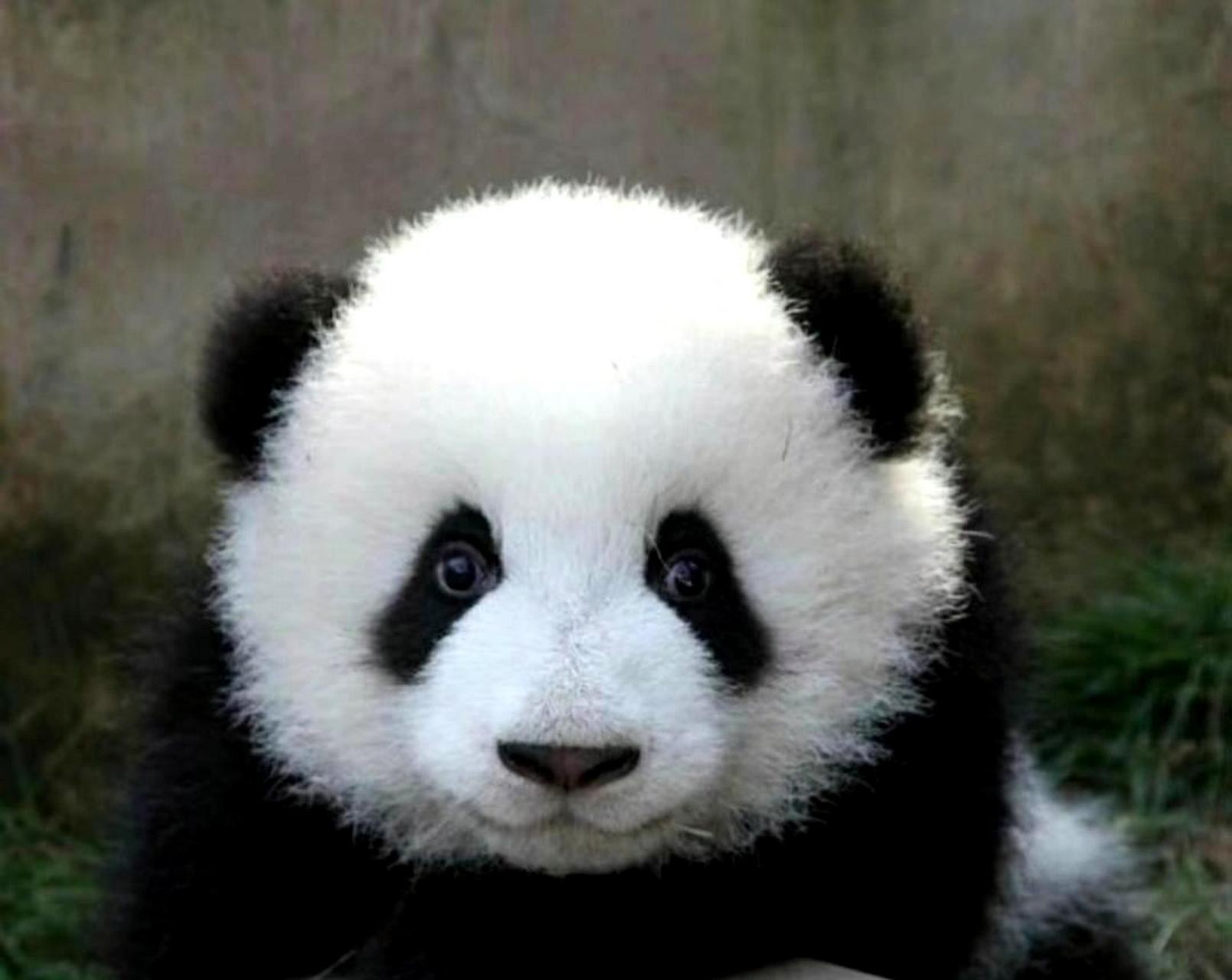 萌兰小时候的样子.