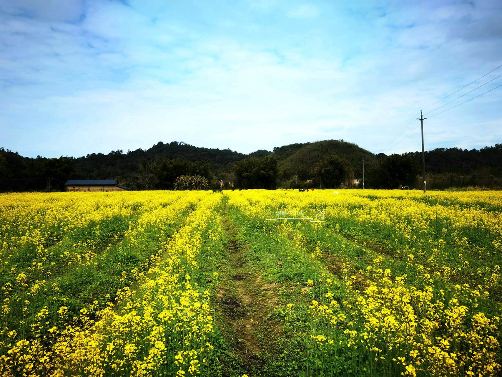 广州吕田大片油菜花绽放,门票25元,来吗?