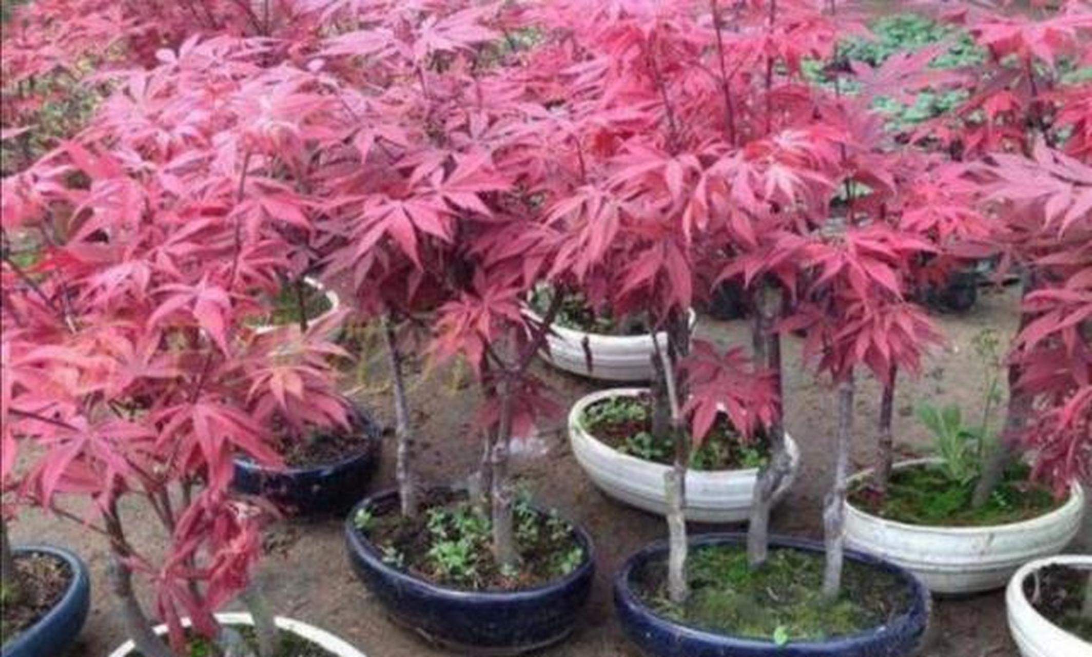 红枫树盆景种植方法(红枫盆景怎么种植方法)