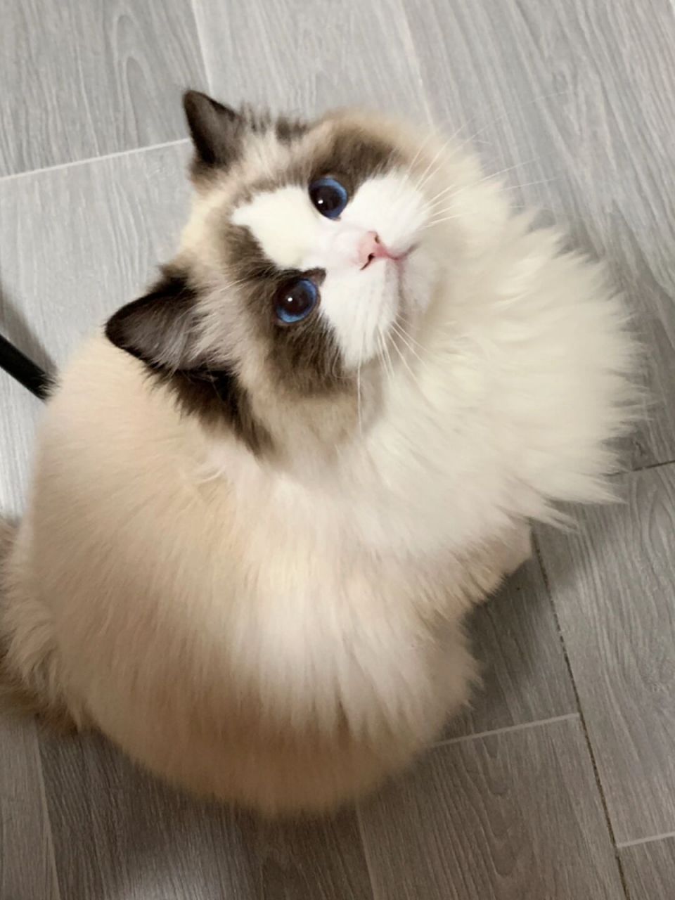 近看是小美猫 还是毛超顺滑的小奶猫