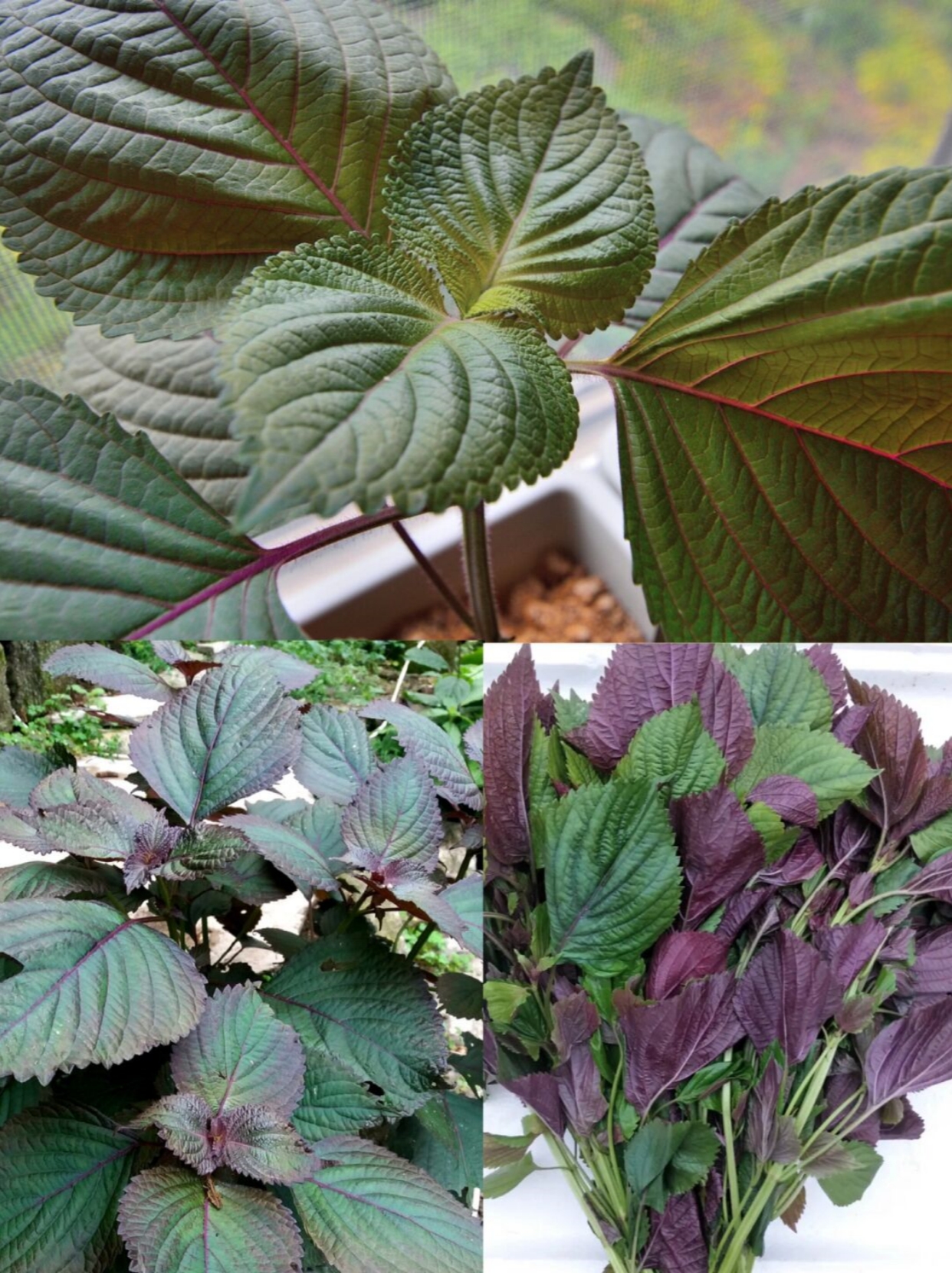 紫苏具有解表散寒,行气和胃的功效,可以用于治疗风寒感冒,脾胃气滞等