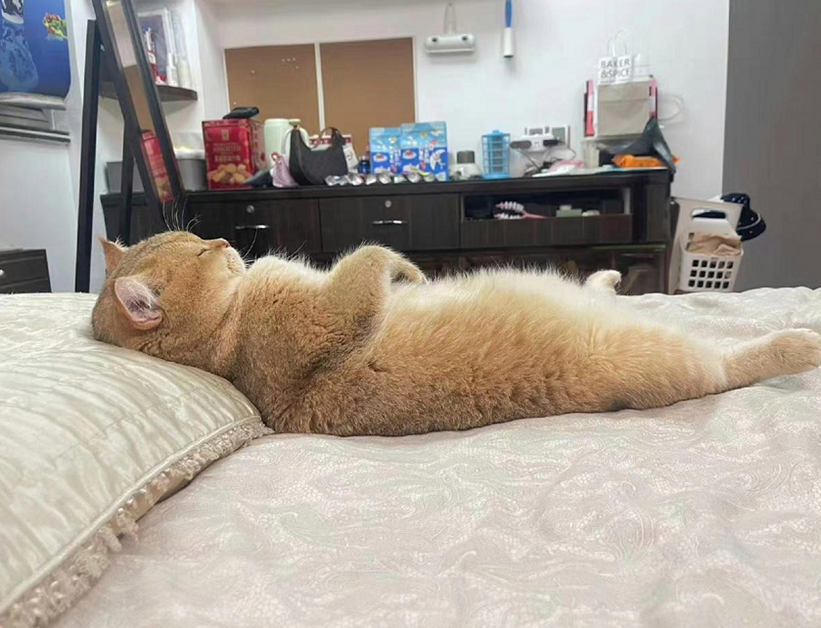 这猫猫睡得也太安详了 676767