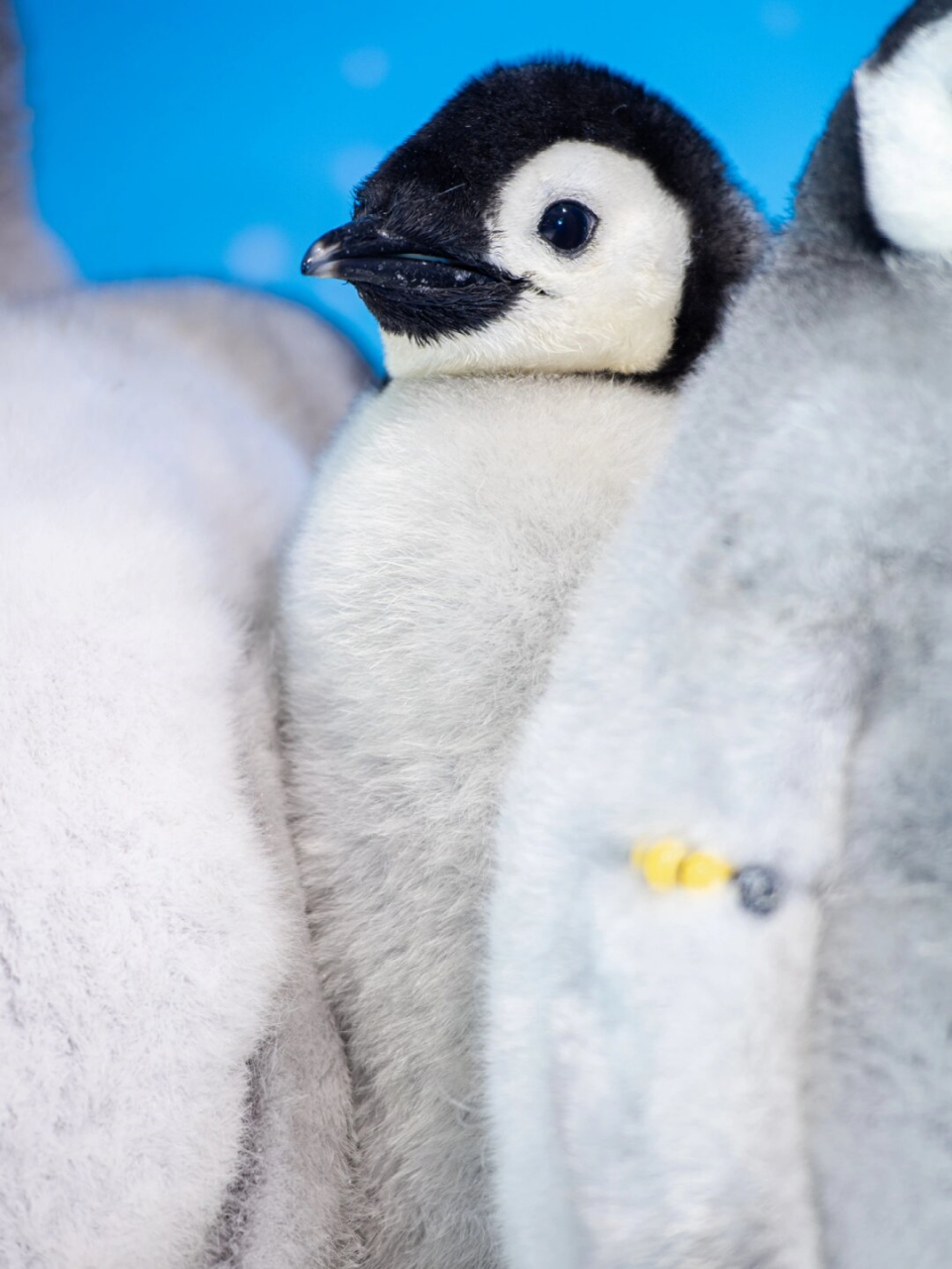 看到这么可爱的帝企鹅宝宝,我真是深感荣幸啊06.