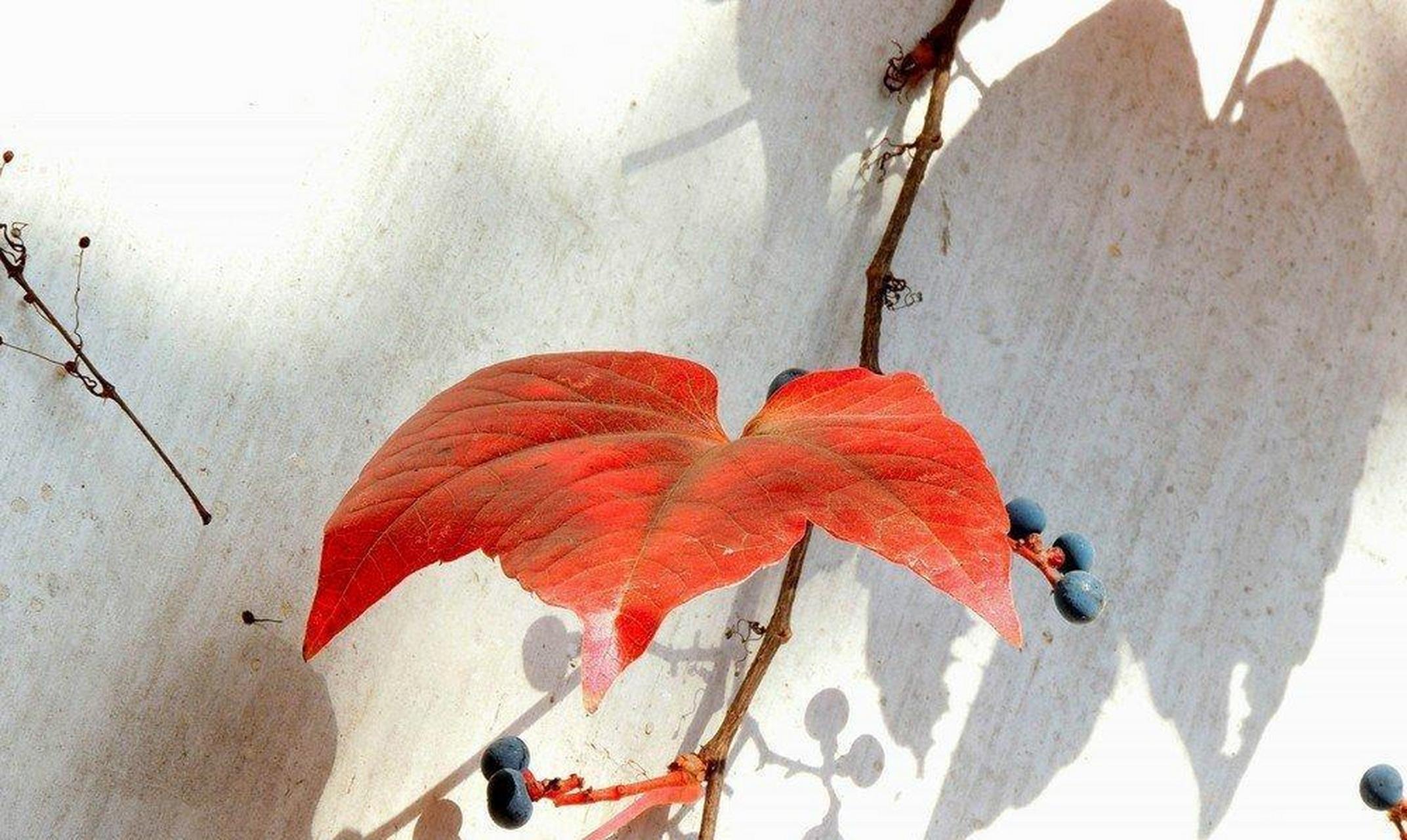 養煩了俗裡俗氣的花花草草,[酸]不如養一些爬山虎,讓整個院子充滿豔麗