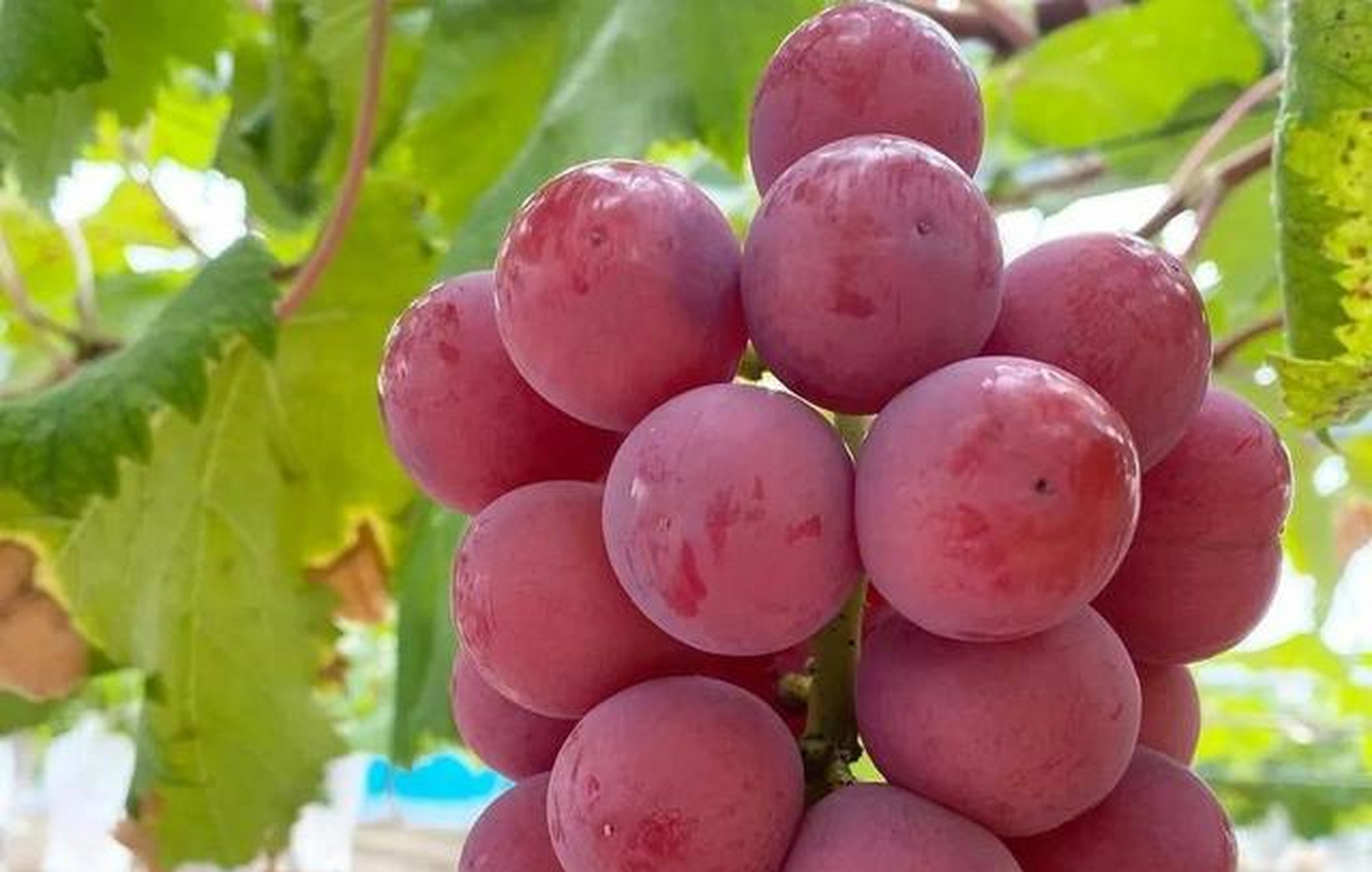 妮娜女王是日本最新培育的四倍体红色特大葡萄新品种,是欧美杂交种中