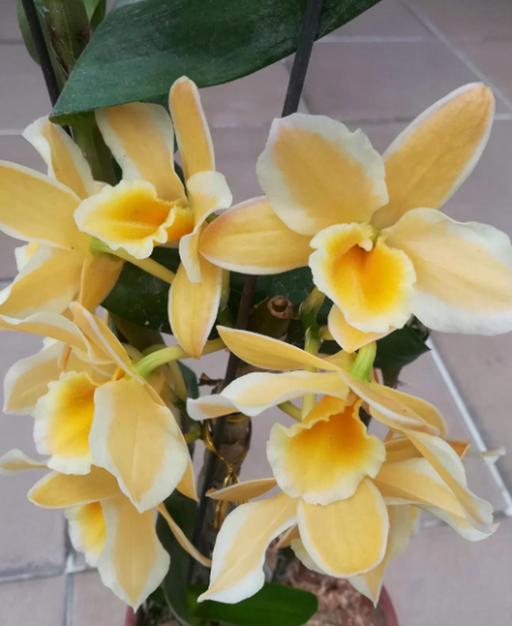 黄钻戒,家里现存最贵的品种,也是最美的春石斛,没有之一.