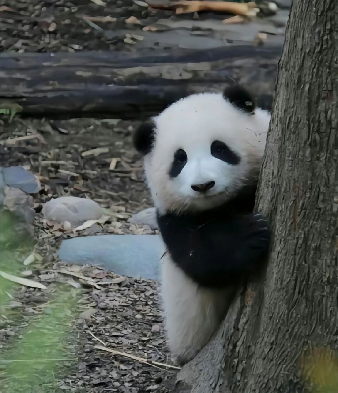 小深深儿熊猫图片