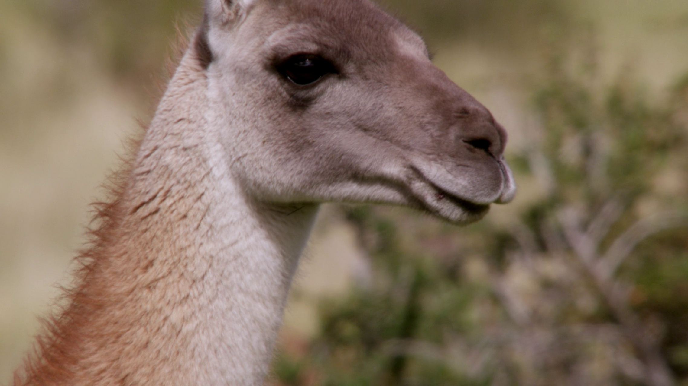 美洲驼(llama)俗称 大羊驼,生长在安第斯高原地区.