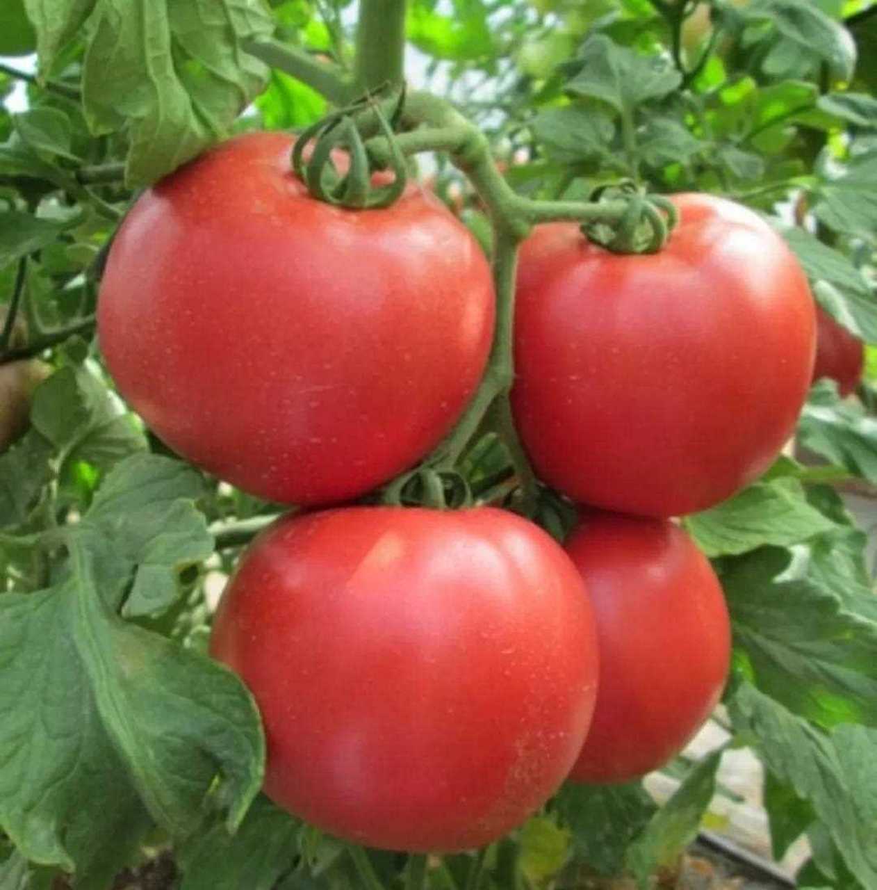 西红柿雄花花丝细长,中间的花蕊有很多花粉,花蕊稍显瘦小.