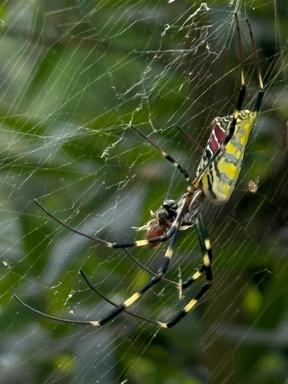 蓝色蜻蜓 绿色的蜘蛛 	 徒步的时候 总会有各种意想不到