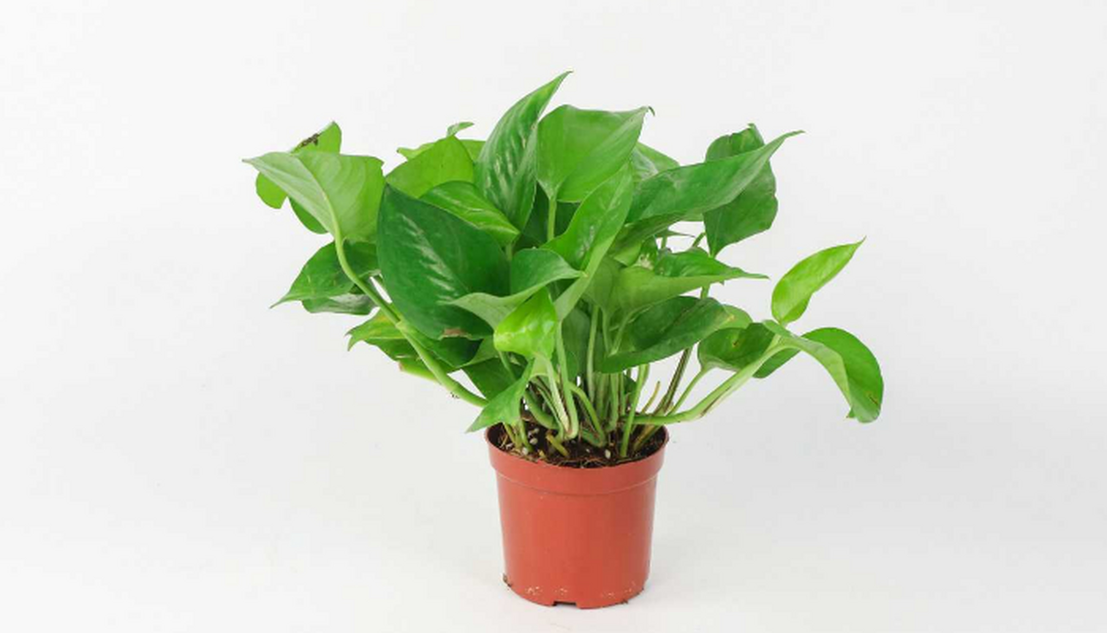 绿萝: 属于麒麟叶属植物,大型常绿藤本,生长于热带地区,常攀援生长在
