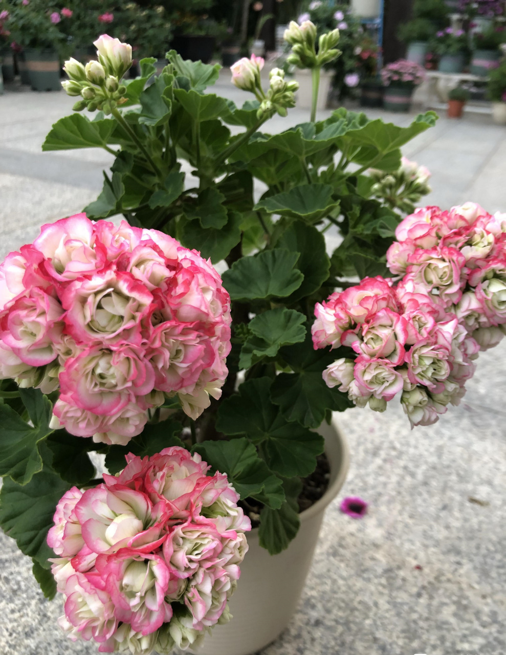 有种天竺葵,名叫"苹果碗",也叫日碗,花朵长得像玫瑰花,红白色相间