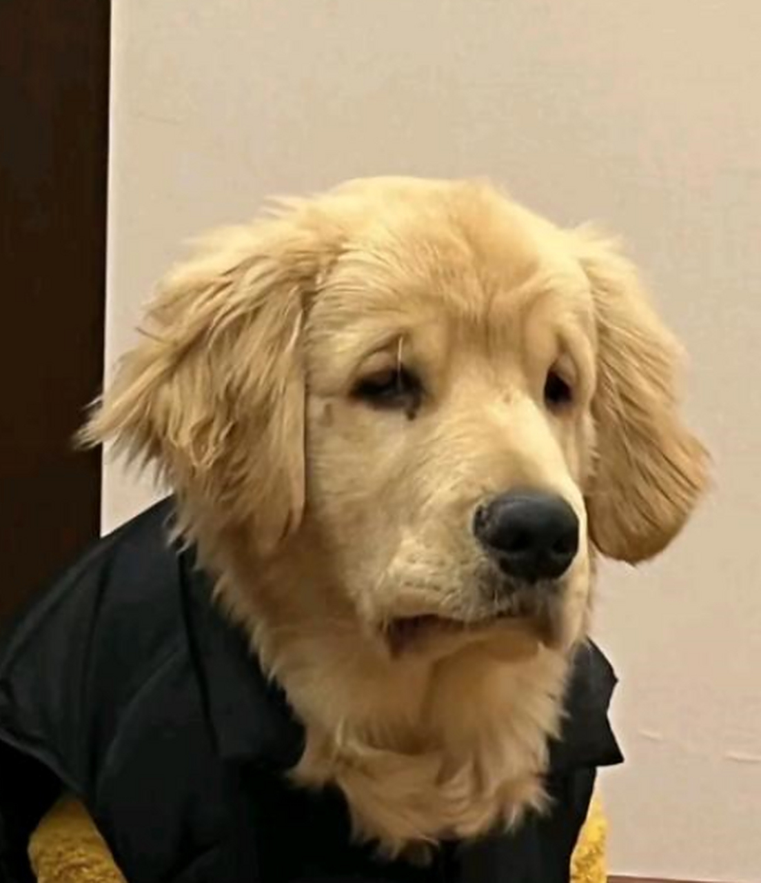 心情不好真的会变老,看看我家狗子的表情就知道了