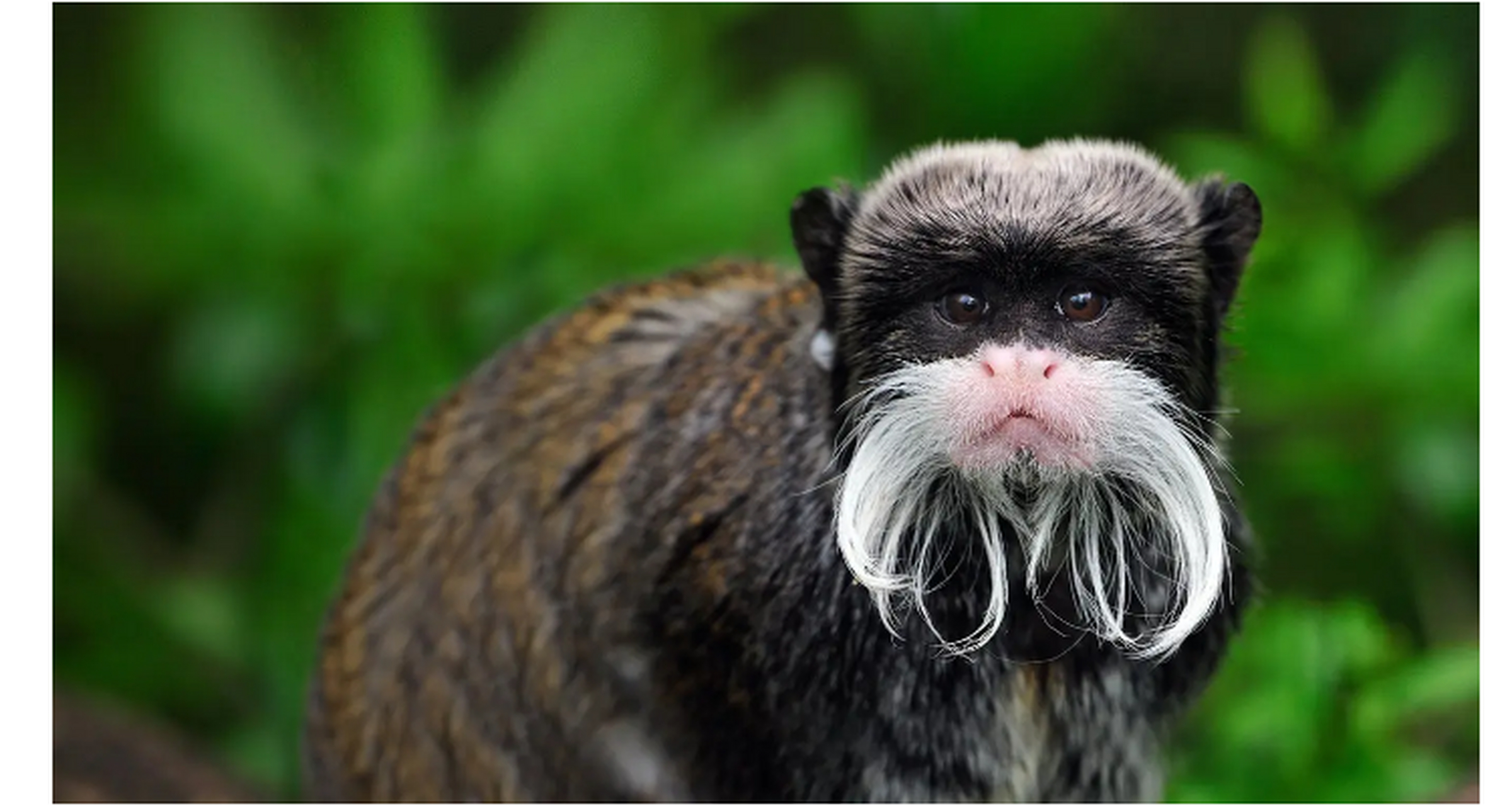 世界上最奇怪的动物 皇狨猴 这种生物可以在玻利维亚北部,巴西西部