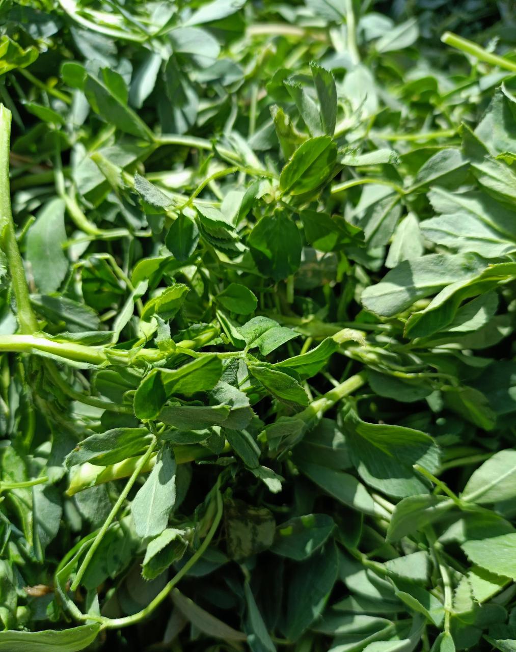 这2天菜市场大量的新鲜苜蓿上市了,价格适中,买的人还挺多.