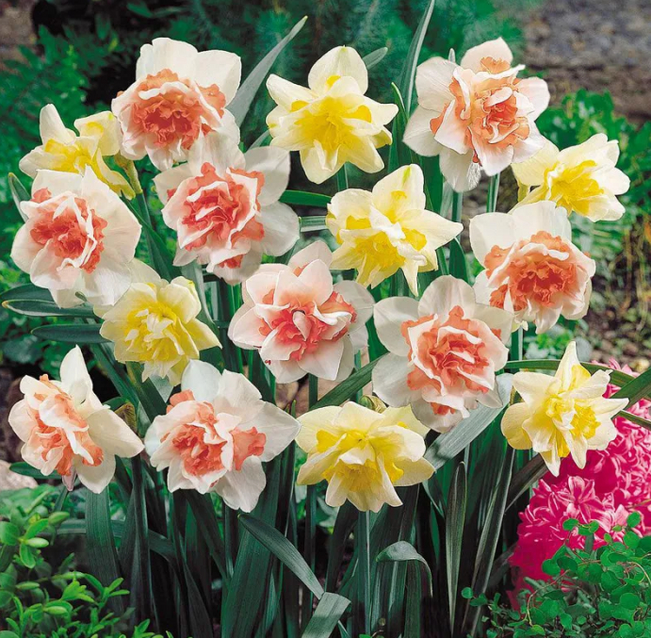 水仙花常见的有哪些品种?