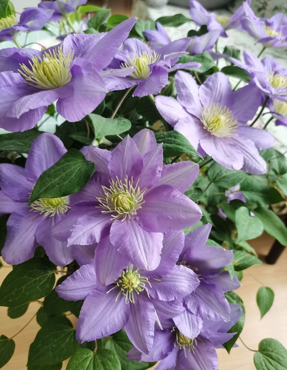 给大家推荐一款适合阳台养的铁线莲——塞尚,大道系矮小品种,株高仅0.